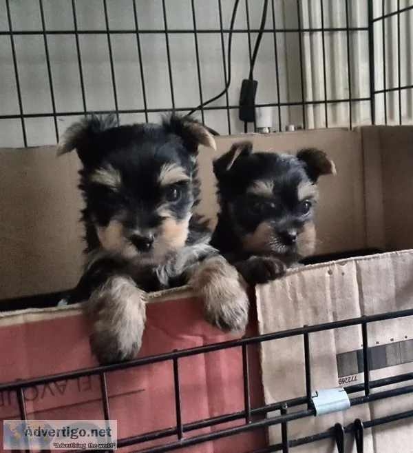 Outstanding akc teacup yorkshire puppies