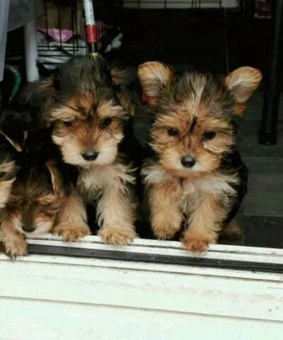 Miniature pedigree yorkshire terrier pup
