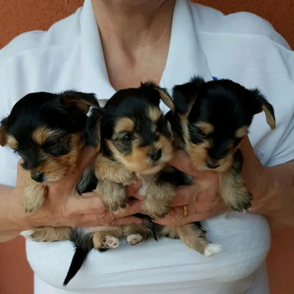 Male and female teacup yorkshire puppies