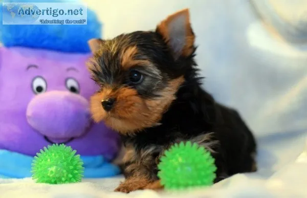 B lovely yorkshire terrier puppies