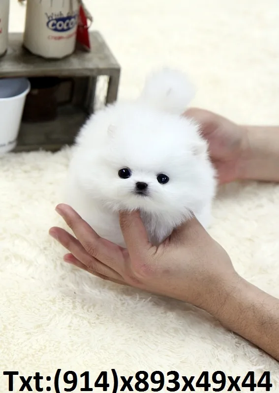 Lovable teacup pomeranian pup ready to g