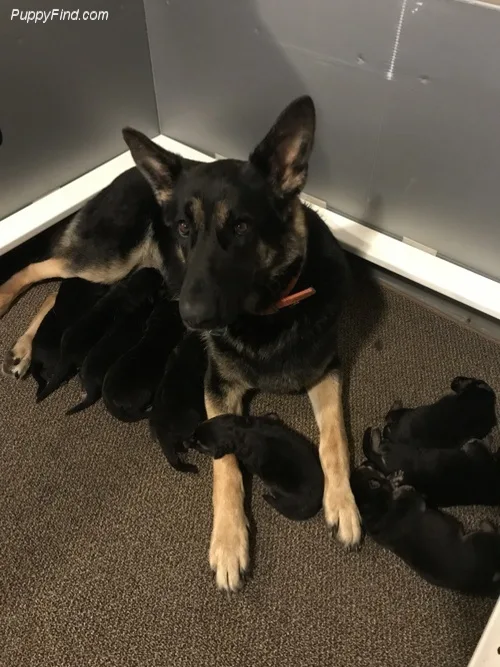 Okgkjgjj gorgeous sable female available