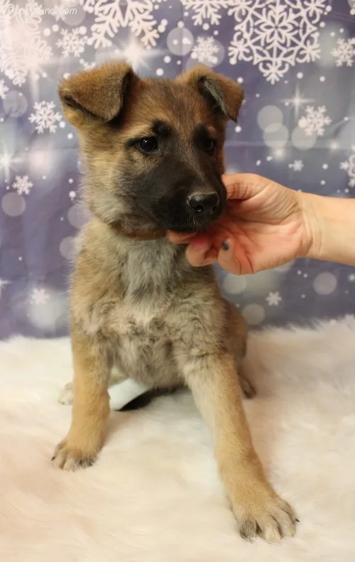 Jjfjjgjjgng gorgeous sable female availa