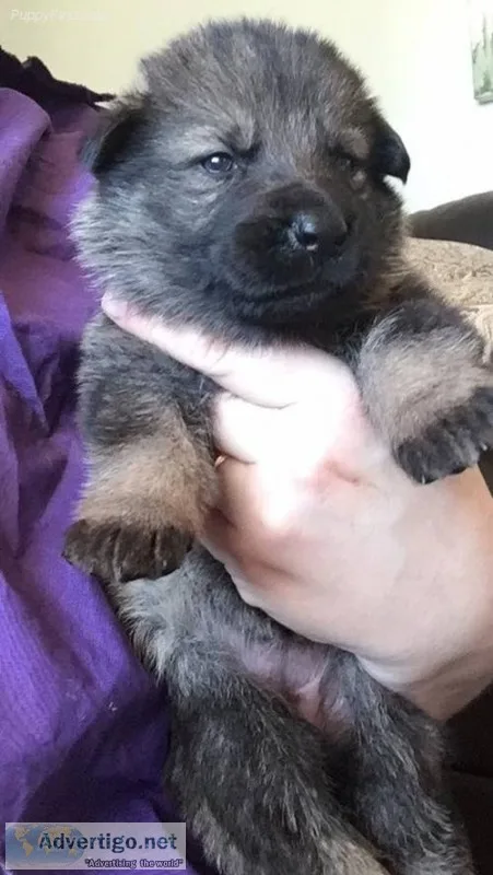 Jfyjfjyfiyf gorgeous sable female availa