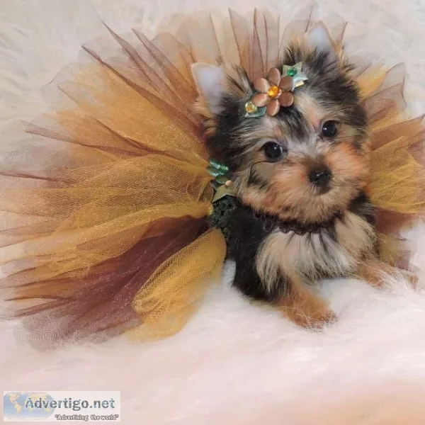 Cute t-cup yorkshire terrier pups
