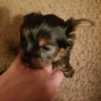 Healthy yorkie pups