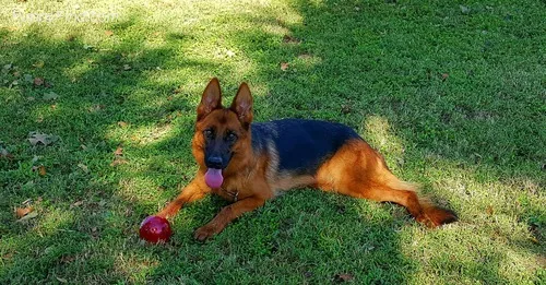 Fstyrhbrbf gorgeous sable female availa