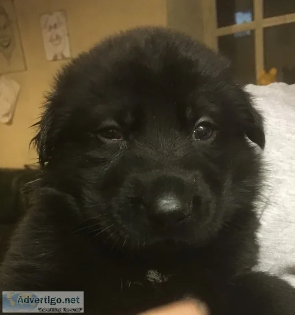 Hfhfhfghfhf available german sheperd pup