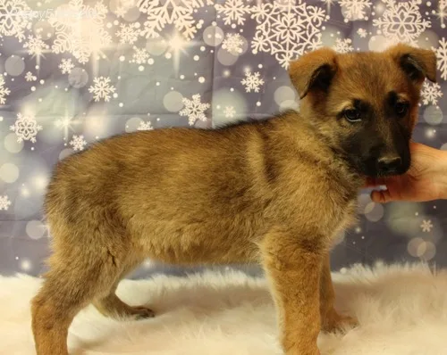 Hfjjfjnf gorgeous sable female available