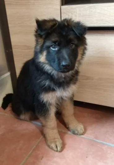Gdujfkjf available german sheperd pups f