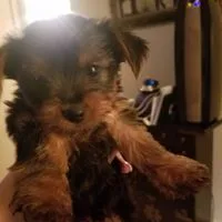 Healthy yorkie pups
