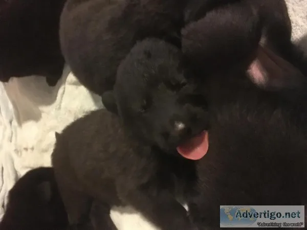 Wtdjtdjjtd available german sheperd pups