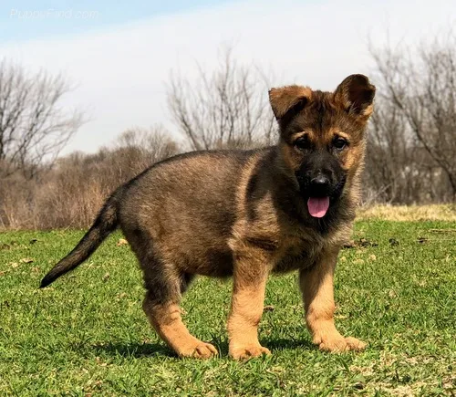 Bbhdjjfjfj gorgeous sable female availab