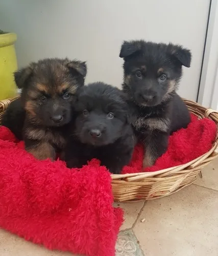 Fjtjjghgjtjhg available german sheperd 
