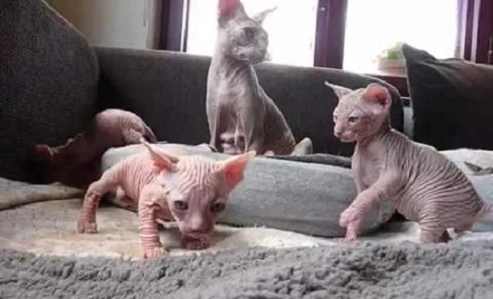 Remote trained sphynx kittens