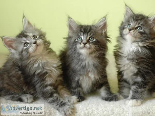 Remote trained maine c--n kittens