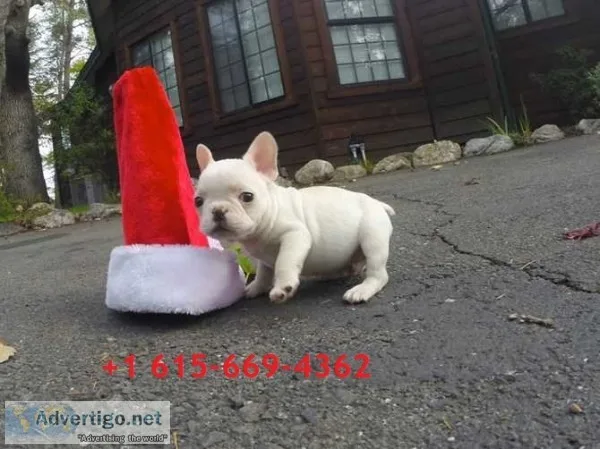 Pmn french bulldog
