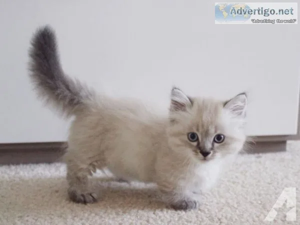 Remote trained munchkin kittens 