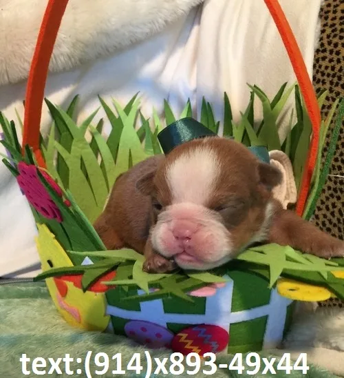 English bulldog pup looking for new home