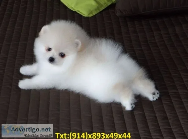Teacup pomeramian pup available for new 