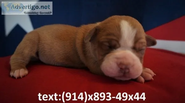 Beautifull olde english bulldogge pup lo