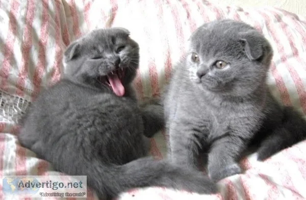 Remote trained scottish fold kittens