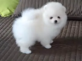 Teacup pomeramian pup available for new 