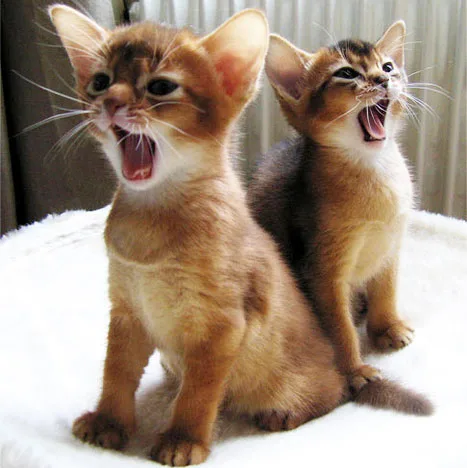 Remote trained abyssinian kittens