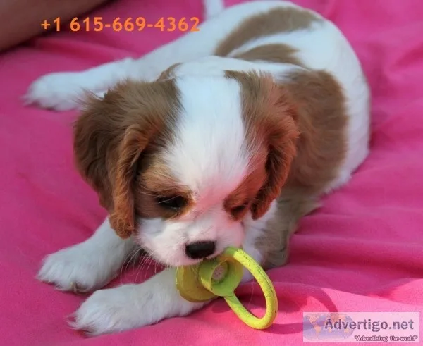 Exotic jamie cavalier king charles 