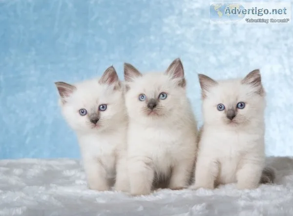 Remote trained ragdoll kittens