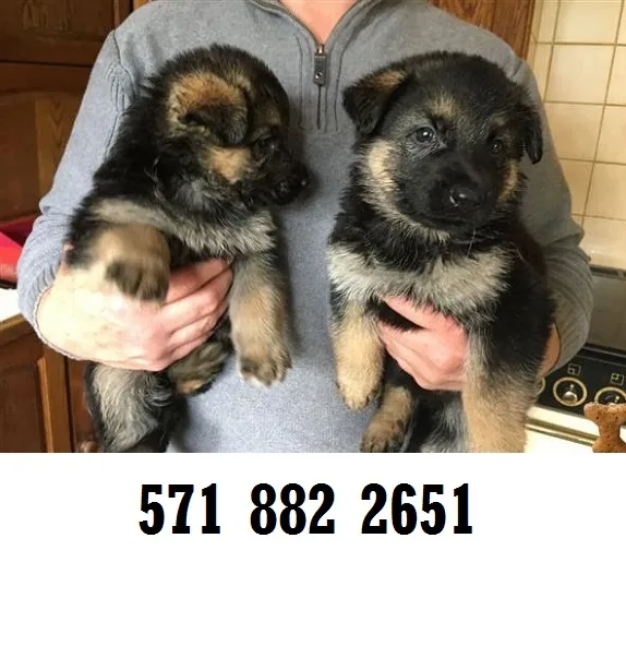 Socialized german shepherd puppies