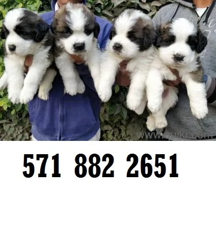 Socialized saint bernard puppies