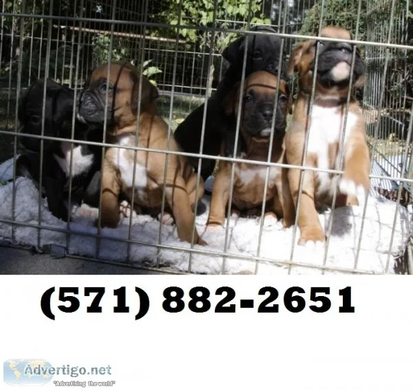 Thunder-force boxer puppies