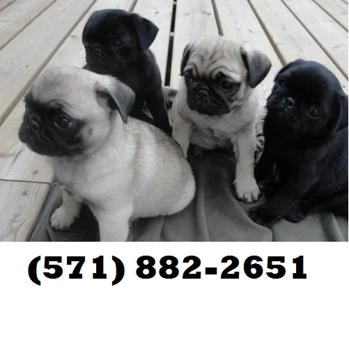 Thunder-force pug puppies