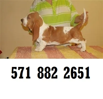 Thunder-force basset hound puppies