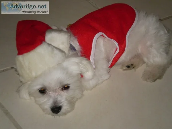Mhhn maltese pups