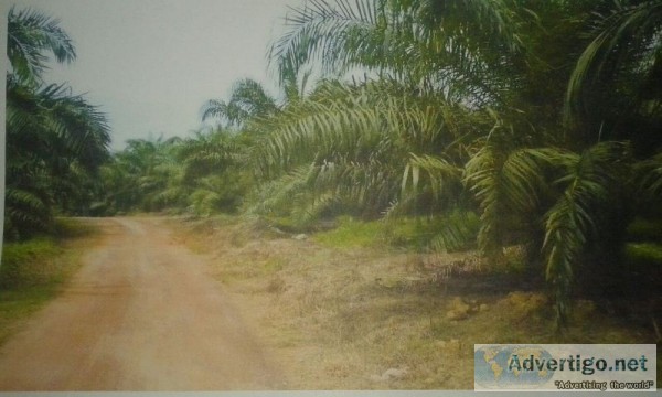 Plot of agriculture land segamat