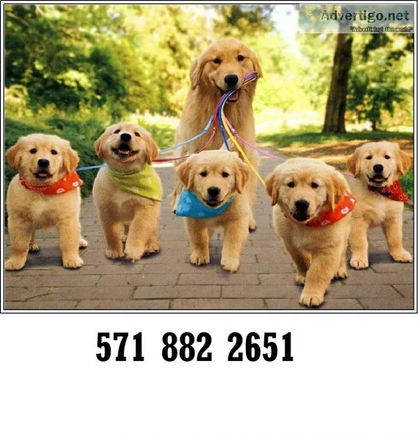 Socialized golden retriever puppies