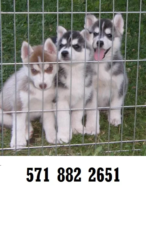Socialized siberian husky puppies