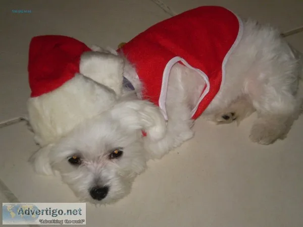 Georgeous maltese teacup pups