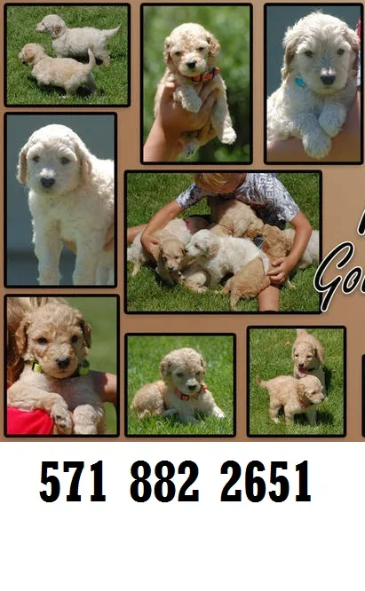 Thunder-force goldendoodle puppies