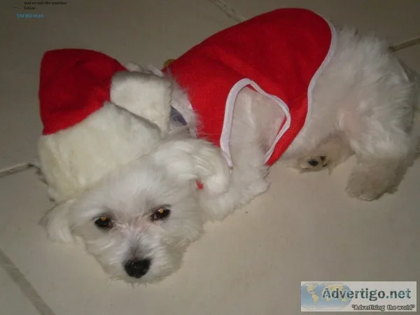 Hhealthy maltese puppies available now
