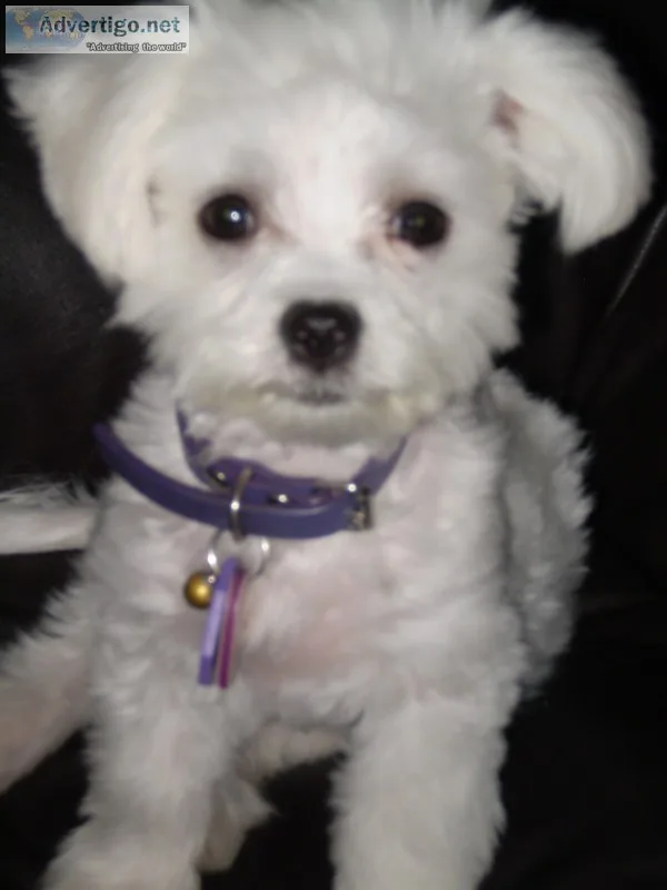 Mhhn maltese pups