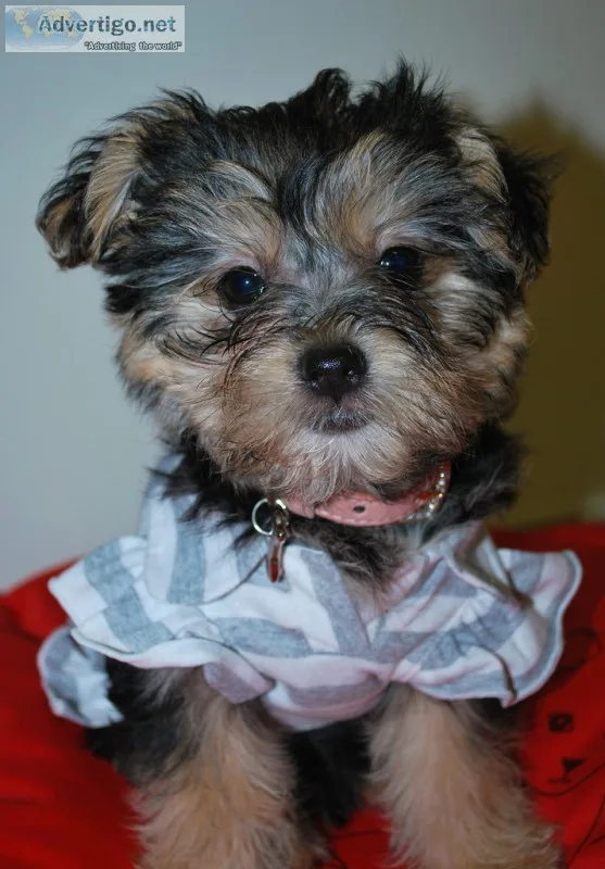 Cute yorkshire terrier pups*