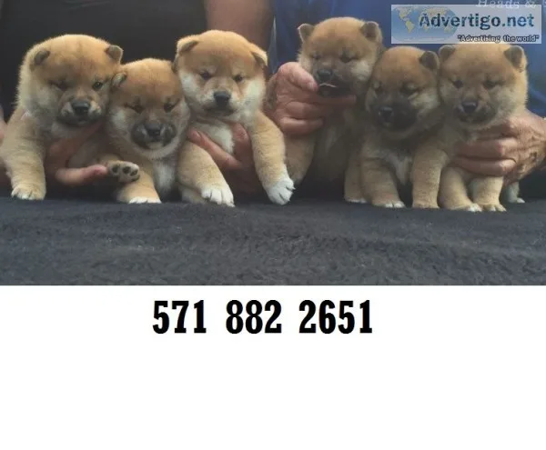 Socialized shiba inu puppies