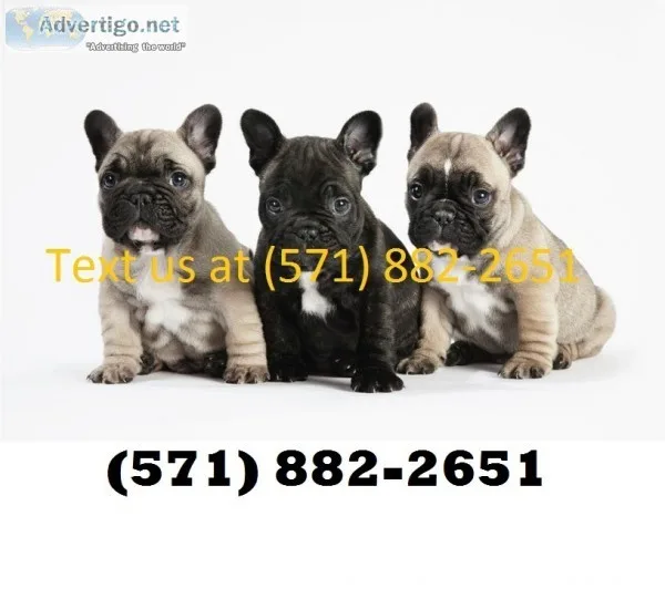 Thunder-force french bulldog puppies
