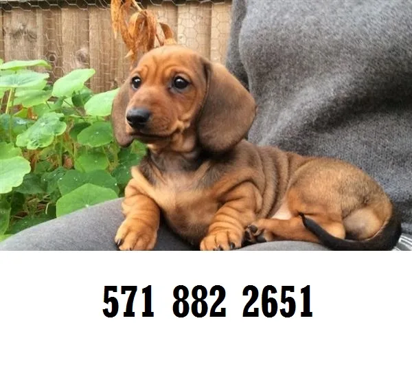 Socialized dachshund puppies