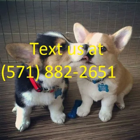 Thunder-force pembroke welsh corgi puppi