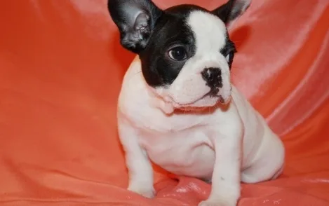 Top quality french bulldog pups ready no
