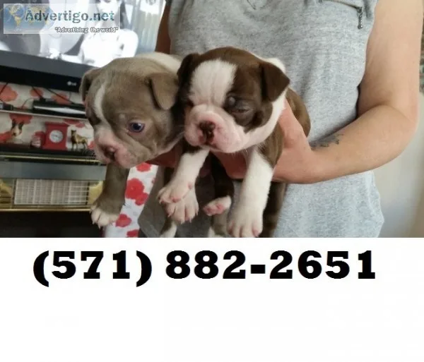 Thunder-force boston terrier puppies